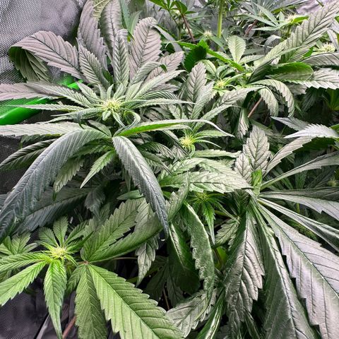 CxLAZ #16 50.72g growlog timeline photo