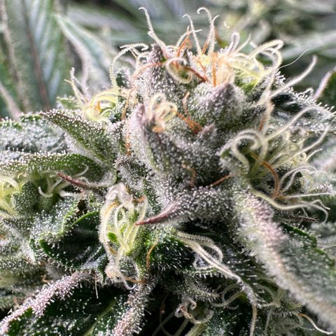 Misc x (LA Kush x Zkittles) #26 60.7g growlog timeline photo