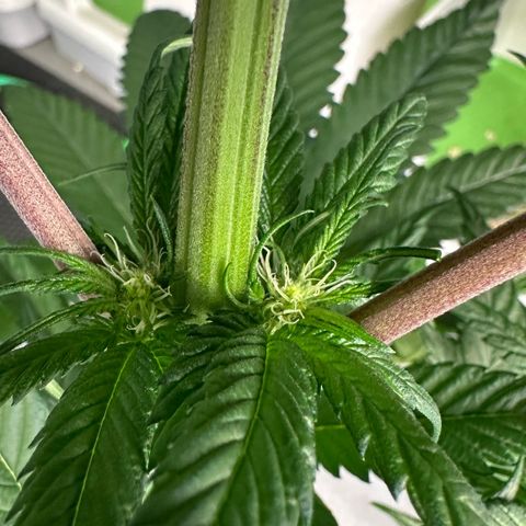 CxLAZ #16 50.72g growlog timeline photo