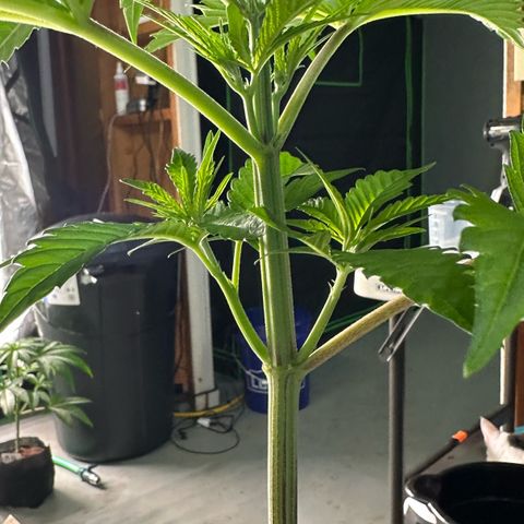 CxLAZ #16 50.72g growlog photo: Lollipoped