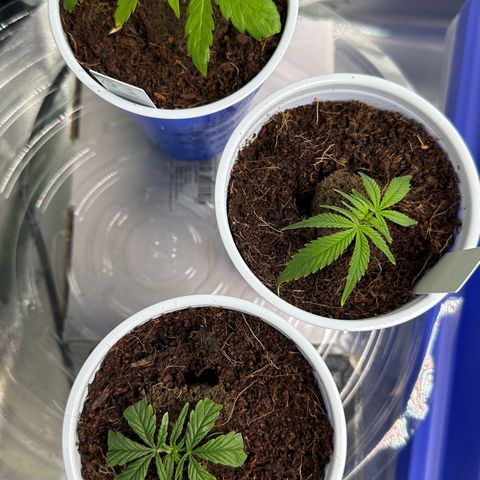 Shaman growlog timeline photo
