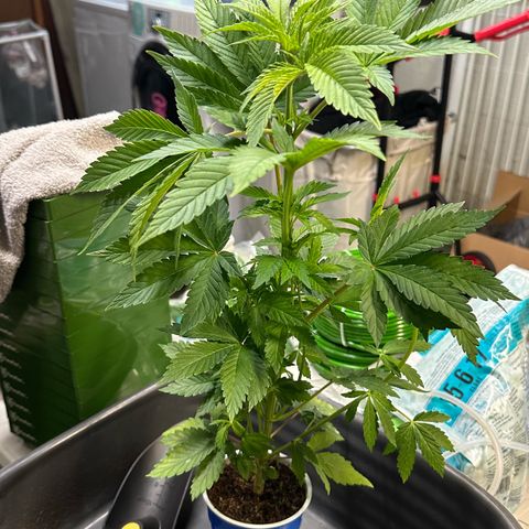 Fuel D.OG #2 Female 49.44g M growlog photo: Transplanted into 1 gal pot
