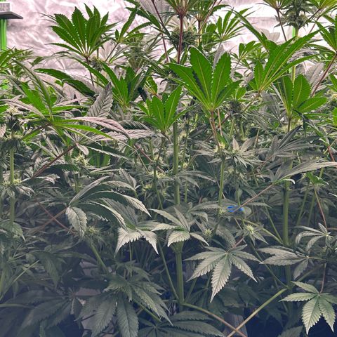 CxLAZ #31 58.75g growlog timeline photo