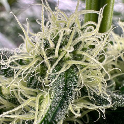 CxLAZ #31 58.75g growlog timeline photo