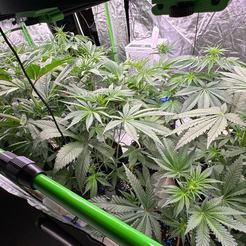 CxLAZ #16 50.72g growlog timeline photo