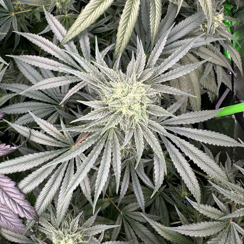 Misc x (LA Kush x Zkittles) #08 growlog timeline photo