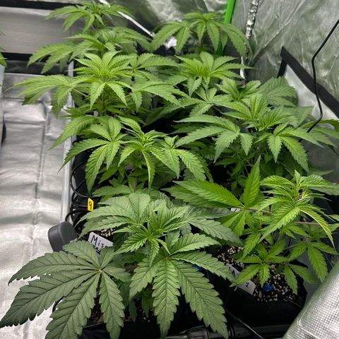CxLAZ #16 50.72g growlog timeline photo
