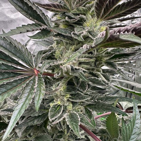 CxLAZ #03 45.52g growlog timeline photo