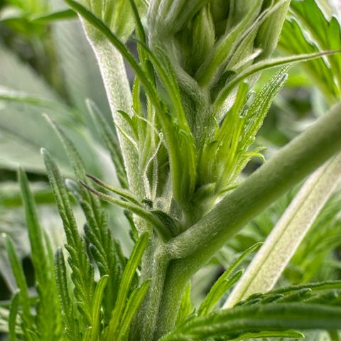 CxLAZ #16 50.72g growlog timeline photo