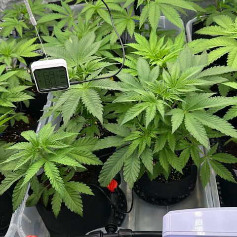 CxLAZ #16 50.72g growlog timeline photo