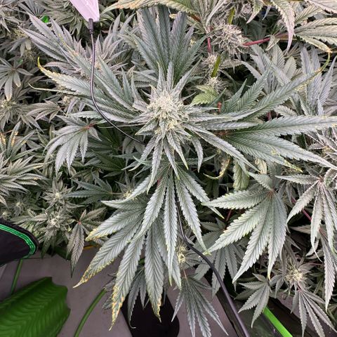 CxLAZ #31 58.75g growlog timeline photo