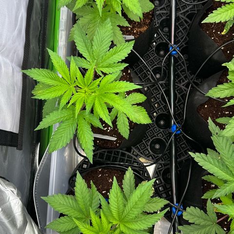 CxLAZ #16 50.72g growlog timeline photo