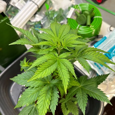 Fuel D.OG #1 Female 47.36g growlog photo: Transplanted into 1 gal pot