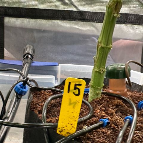 CxLAZ #15 52g growlog timeline photo