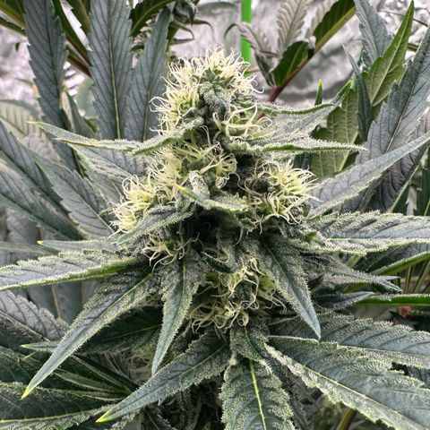 CxLAZ #31 58.75g growlog timeline photo