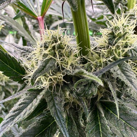 CxLAZ #31 58.75g growlog timeline photo
