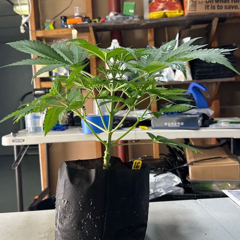 CxLAZ #16 50.72g growlog photo: Lollipoped