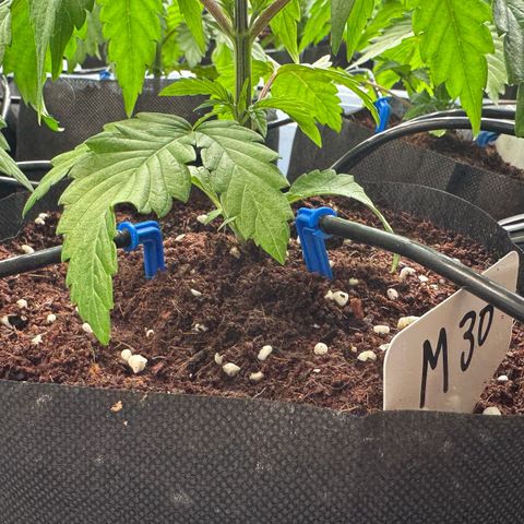 Misc x (LA Kush x Zkittles) #26 60.7g growlog timeline photo