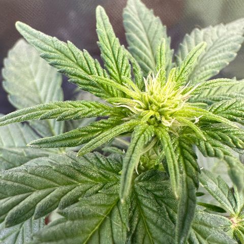 Auto Think Different  #3 growlog timeline photo