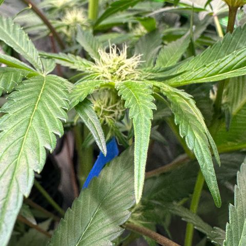 CxLAZ #11 50.28g growlog photo: Pollenated bud site