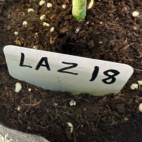 CxLAZ #16 50.72g growlog photo: Lollipoped