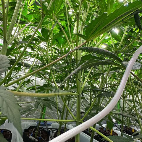 CxLAZ #16 50.72g growlog timeline photo