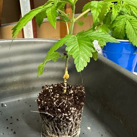 Misc x (LA Kush x Zkittles) #26 60.7g growlog timeline photo