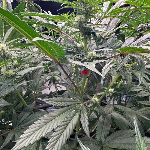 CxLAZ #15 52g growlog timeline photo