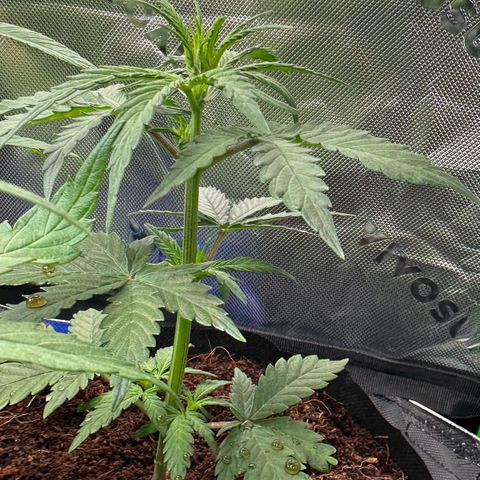 Auto Think Different  #1 growlog timeline photo