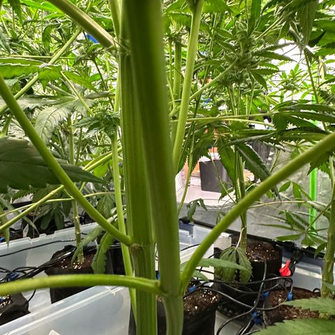 Misc x (LA Kush x Zkittles) #28 13.53g growlog timeline photo