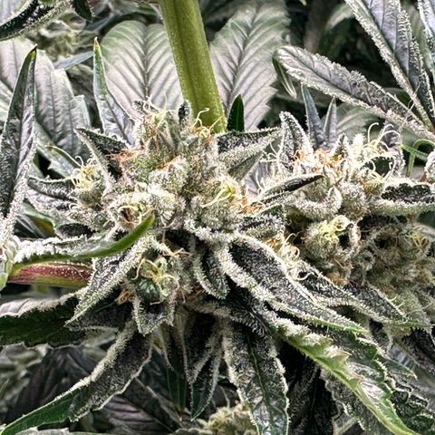 Misc x (LA Kush x Zkittles) #26 60.7g growlog timeline photo