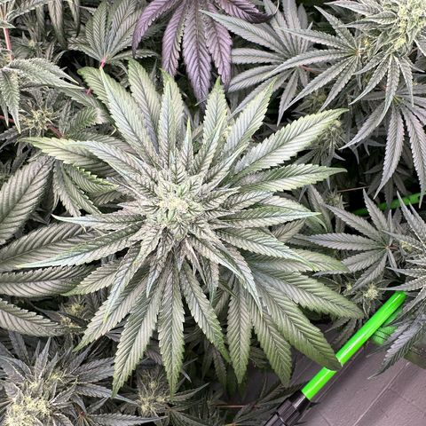 Misc x (LA Kush x Zkittles) #05 growlog timeline photo
