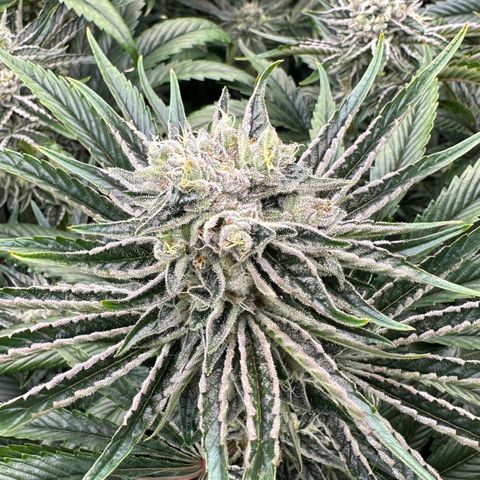 Misc x (LA Kush x Zkittles) #26 60.7g growlog timeline photo