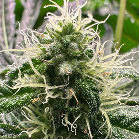CxLAZ #31 58.75g growlog timeline photo