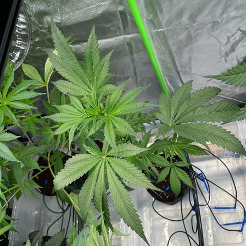 CxLAZ #16 50.72g growlog timeline photo