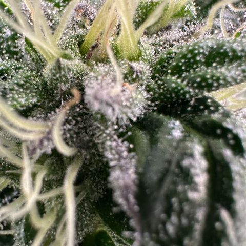 Misc x (LA Kush x Zkittles) #04 10.54g growlog timeline photo