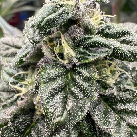 Misc x (LA Kush x Zkittles) #05 growlog timeline photo