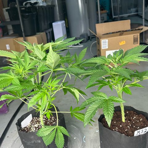 CxLAZ #16 50.72g growlog timeline photo