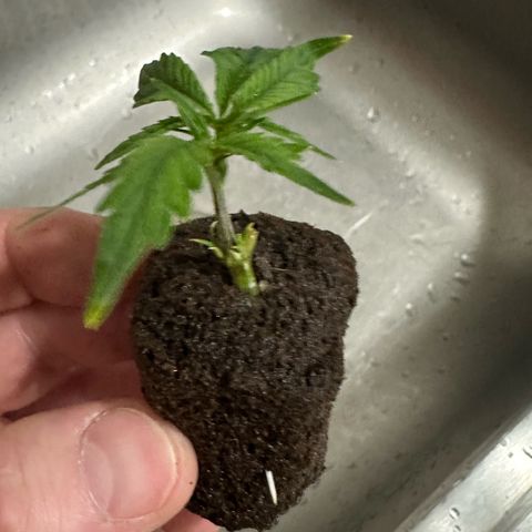 Shaman growlog timeline photo