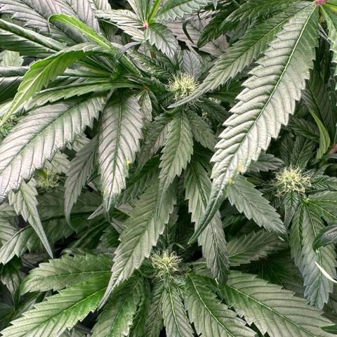 Misc x (LA Kush x Zkittles) #35 28.55g growlog timeline photo