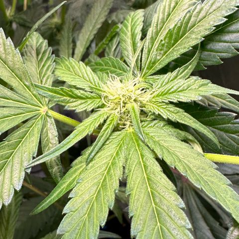 CxLAZ #16 50.72g growlog photo: Pollenated bud site