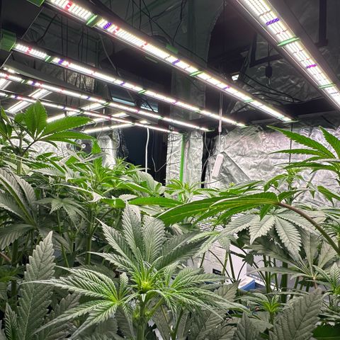 CxLAZ #16 50.72g growlog timeline photo