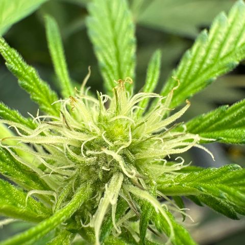 CxLAZ #16 50.72g growlog photo: Pollenated bud site