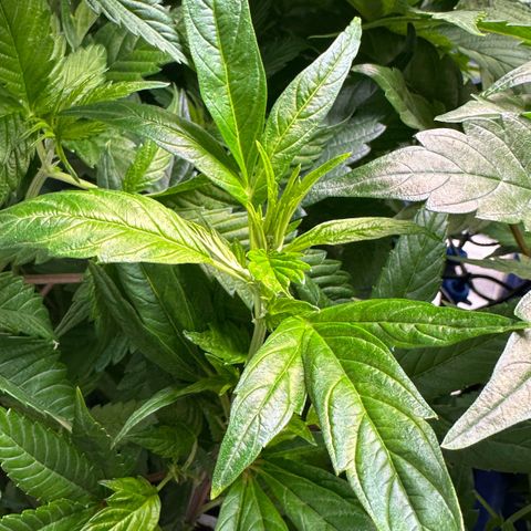 MiscxLAZ #26 C #1 47.15g growlog timeline photo