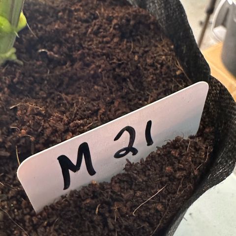 CxLAZ #16 50.72g growlog photo: Lollipoped