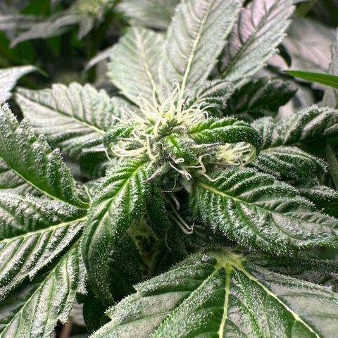 Misc x (LA Kush x Zkittles) #35 28.55g growlog timeline photo