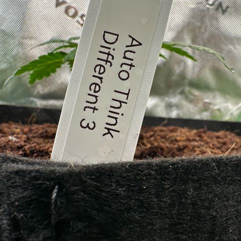 Auto Think Different  #3 growlog timeline photo