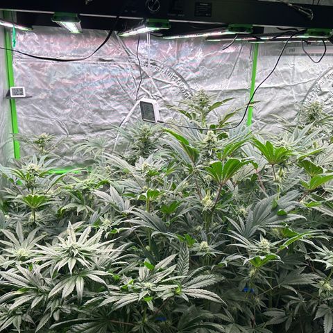 CxLAZ #16 50.72g growlog timeline photo