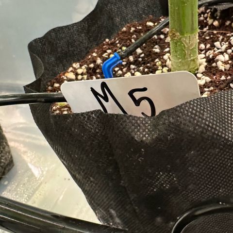 CxLAZ #16 50.72g growlog photo: Pollenated bud site 24hr later
