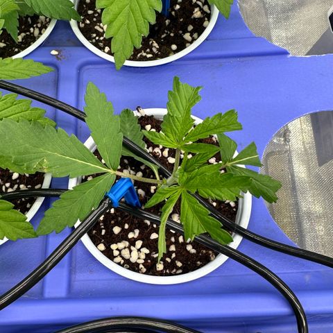 Misc x (LA Kush x Zkittles) #26 60.7g growlog timeline photo